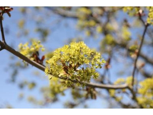 A close-up of yellow maple tree buds in the spring.