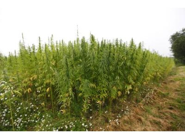 Check the cannabis leaves.