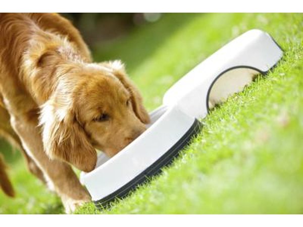 Food allergies are common in dogs.