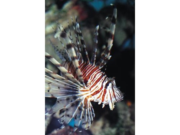 The lionfish are poisonous fish found in the Indian Ocean.