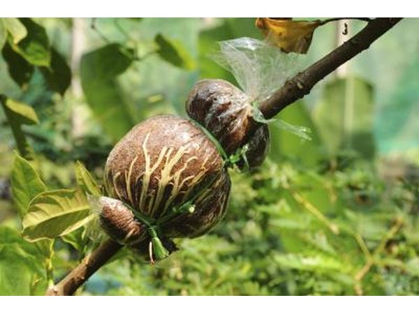 A grafted branch