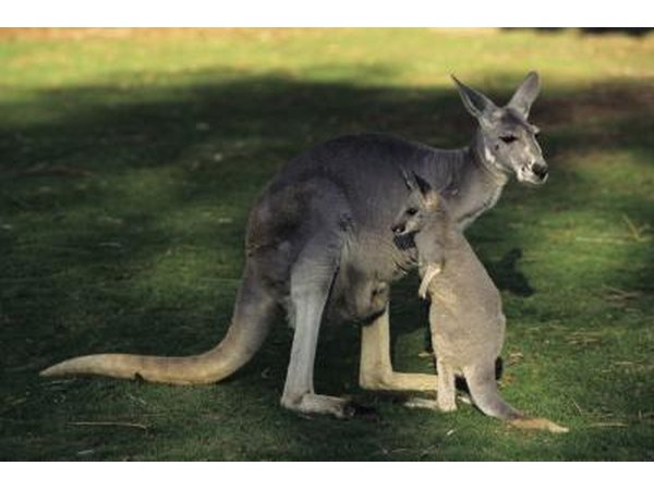 kangeroos are another type of marsupial