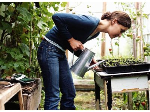 Watering seedlings.