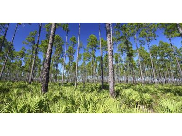Saw Palmetto plants in Florida.