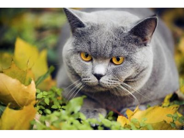 Cyproheptadine is used to increase appetite in cats going through chemotherapy.