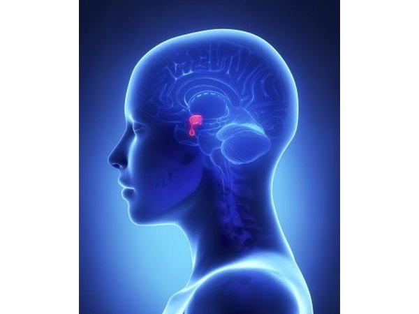 Pituitary glands in a 3D illustration