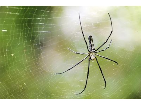 A spider spins a web in the rainforest.
