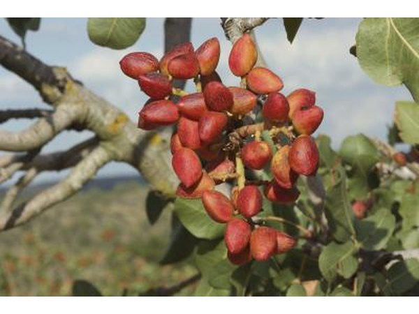 Pistachio nuts maturing.