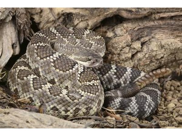 Pioneers had to watch out for poisonous snakes.