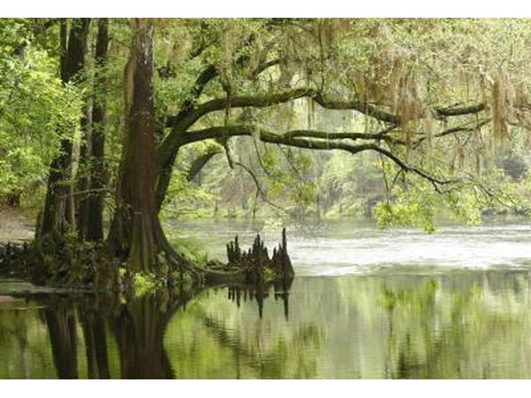 Cypress reflected in swamp water