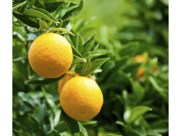 Oranges grow on a tree.