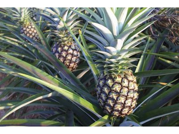 pineapples growing on trees
