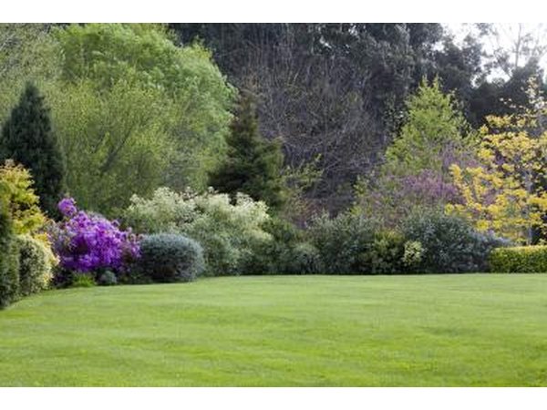 Flowering dwarf trees and shrubs grow at the edge of a lawn