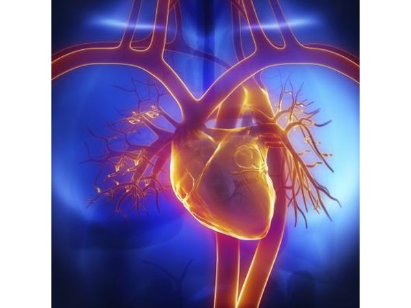 3D Illustration of the human heart.