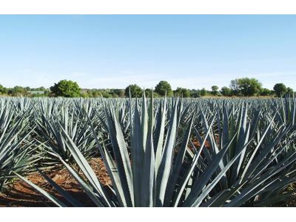 A blue agave plantation in Mexico.
