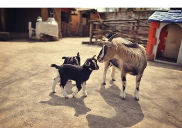 Pasteurized goat milk is as safe as cow milk.