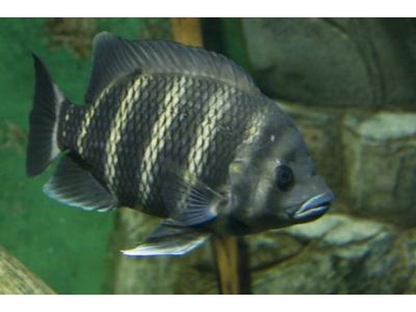 Tilapia grow quickly and will eat almost anything.