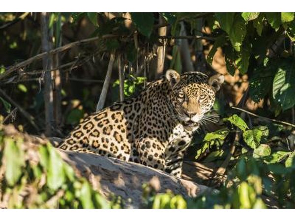 a huge variety of animals make the Amazon their home