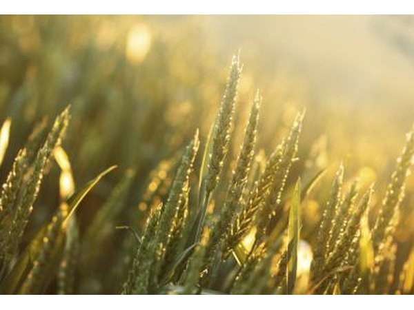 Liquid chlorophyll can be extracted from barley grass or wheatgrass.