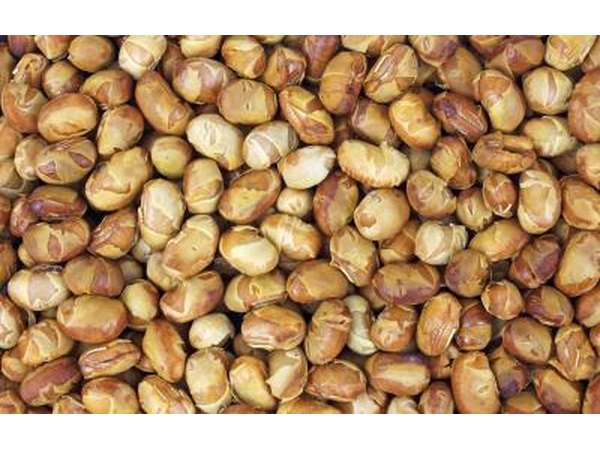 Close-up of roasted soy nuts