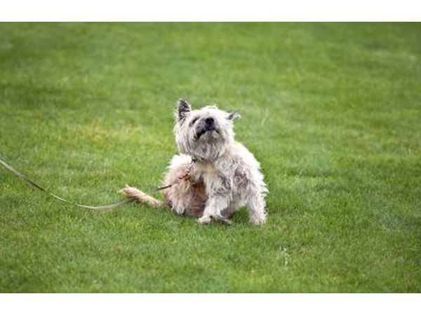 FAD occurs when a dog becomes allergic to the saliva of fleas.