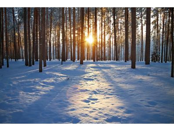 Winter forest with sun setting through trees