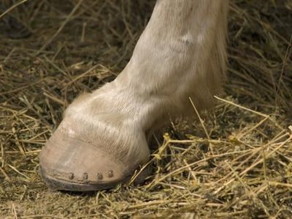 Hoof of a horse
