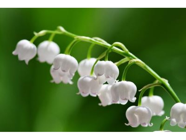 Lily of the Valley thrives in acidic soil.