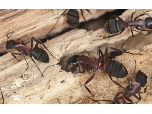 Carpenter ants live both outdoors and indoors