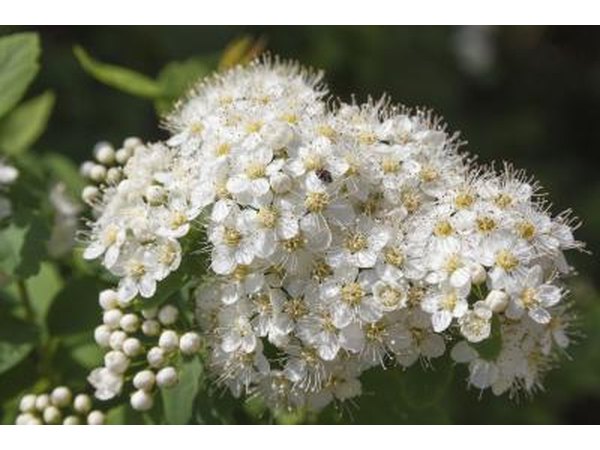 Sweet viburnum flowers.