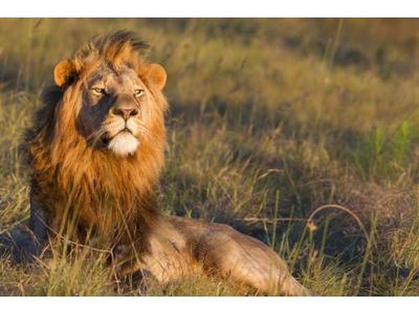 Lions live in nature preserves in Africa.