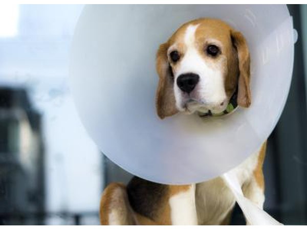 Post-surgery dog.