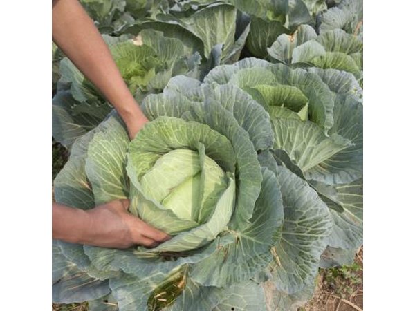 Cabbage in garden