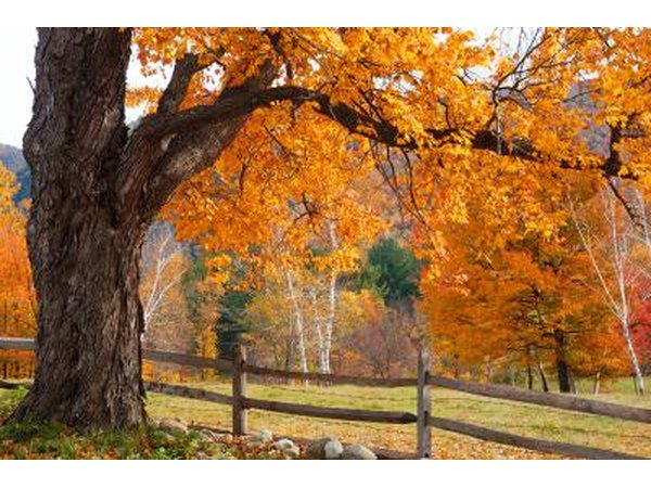 The glory of a sugar maple in autumn