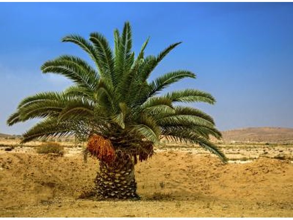 A desert palm tree with dates in Eilat, Israel