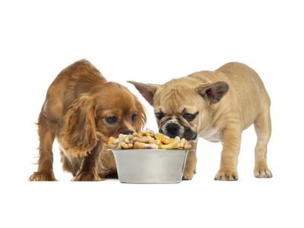 Dog food may cause hives.