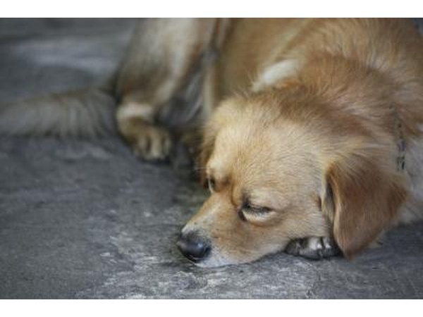 Lethargy is one symptom of heart murmur in dogs.