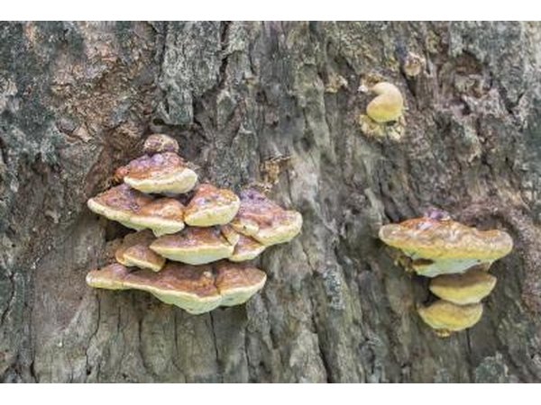 Tree rot fungi growing on side of tree