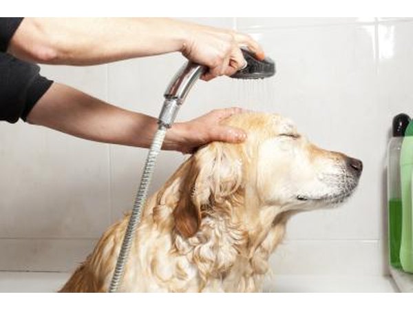 Dog getting bath