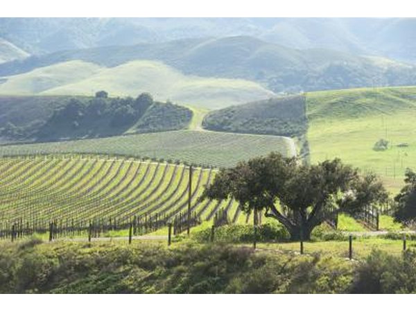Vineyard near Paso Robles, CA.