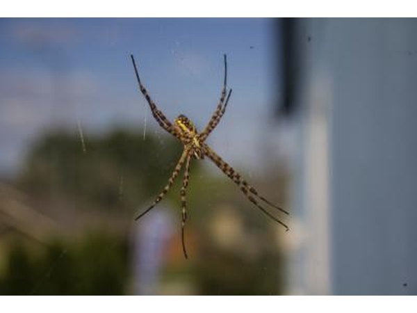 Large garden spider on web