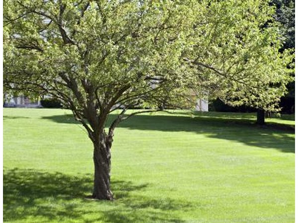 Crab apple tree.