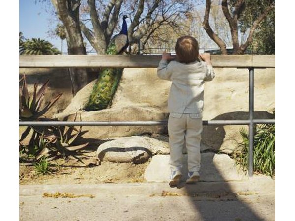 A boy watches a peacock in a zoo.