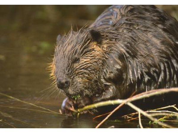 Pioneers mostly saw beavers along rivers.