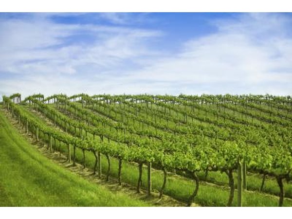 Vineyard in the Barossa Valley in South Australia