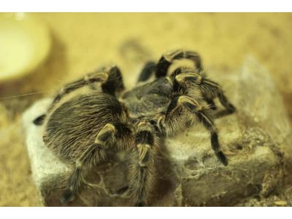 Close-up of large tarantula spider