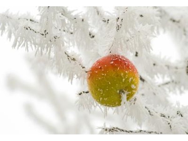 An apple tree is covered in frost