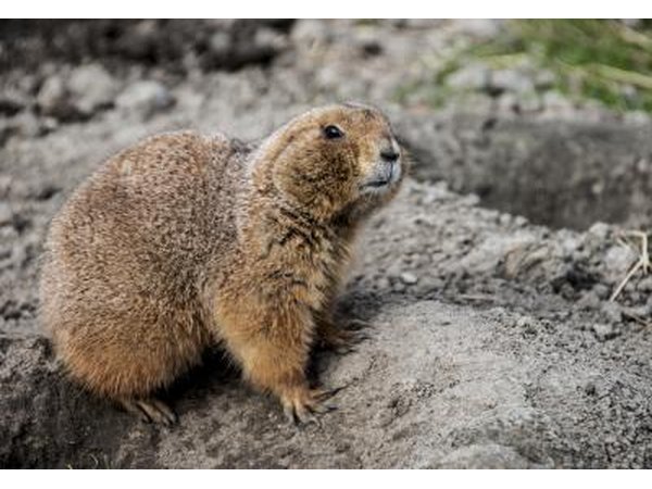 Prairie dogs poked their heads out to watch travelers pass by.