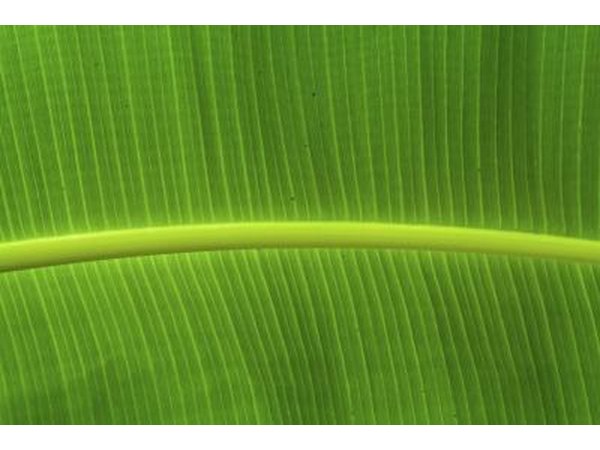Liquid chlorophyll balances the alkali levels in the stomach and can deodorize the entire body.