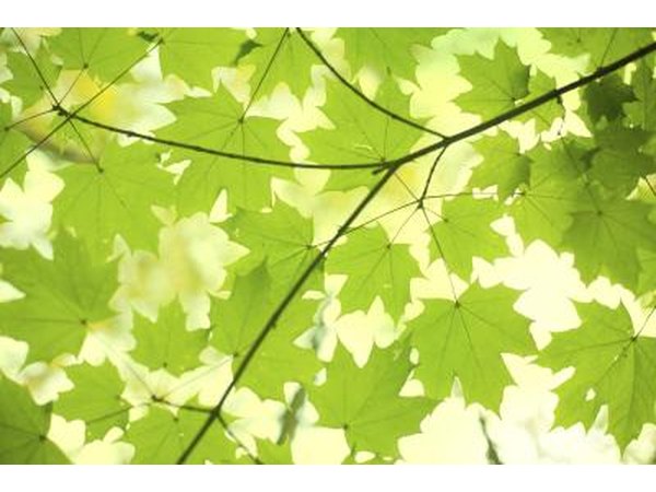 The sun shines through a branch of green leaves.